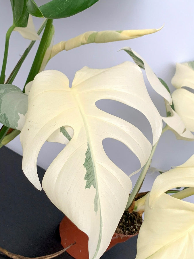 Monstera deliciosa Variegata albo ''Almost Full Moon '' (3 leaves)
