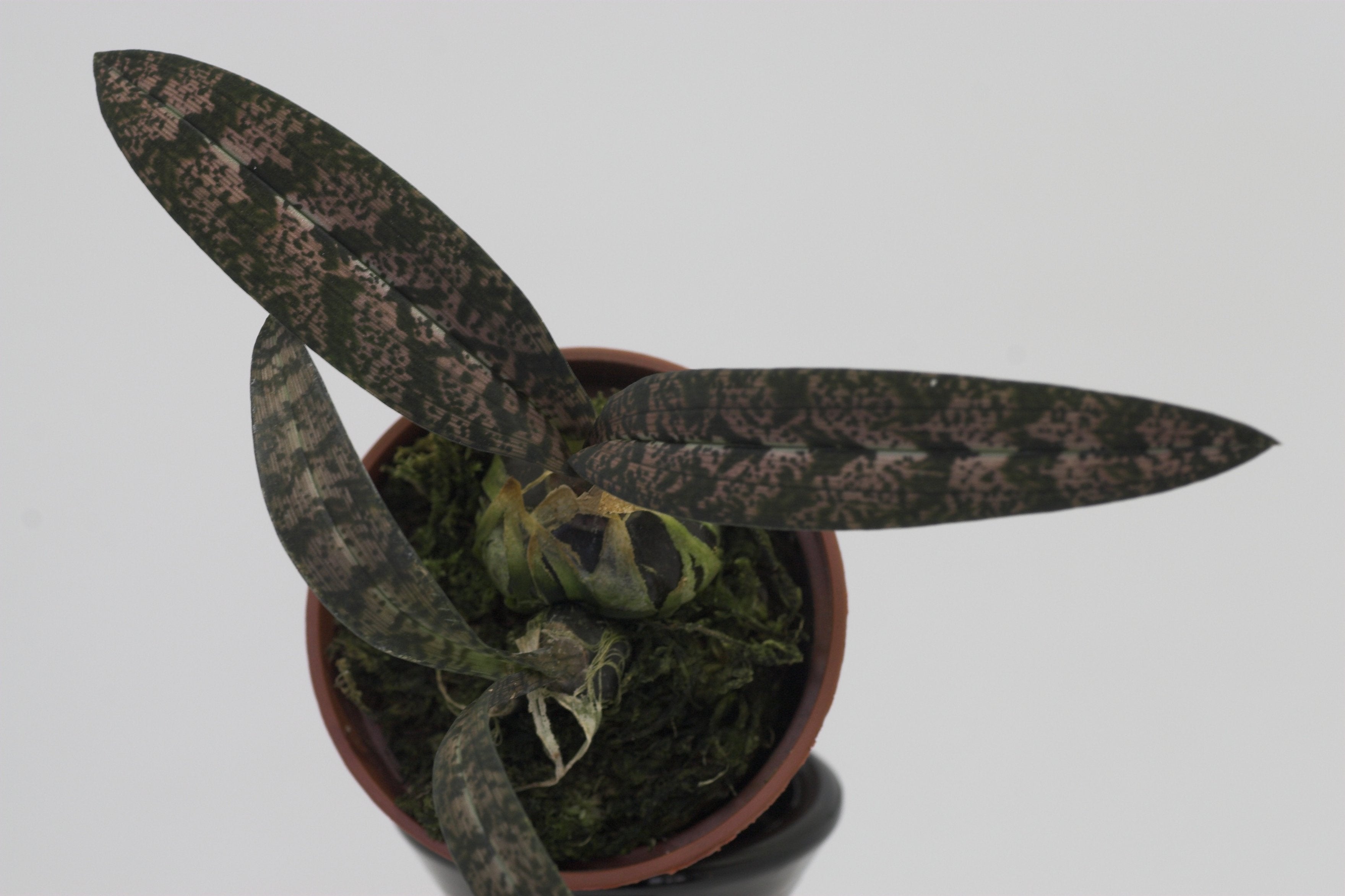 Oeceoclades spathulifera (Schlangenknabenkraut)