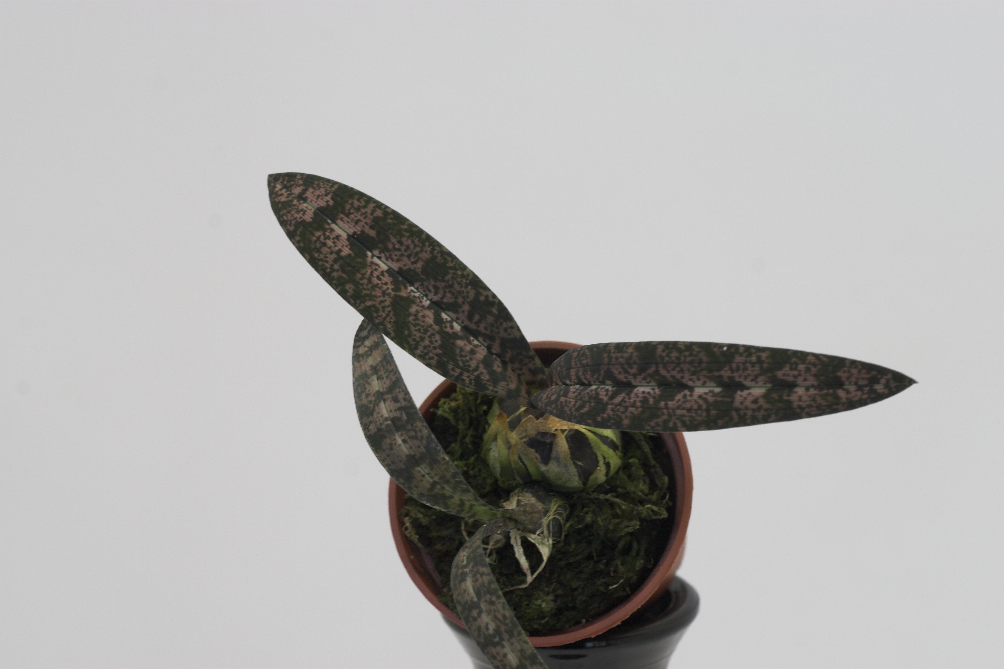 Oeceoclades spathulifera (Schlangenknabenkraut)