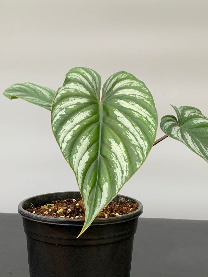 Philodendron mamei (Auswahl 2) "Dark Silver Laub"
