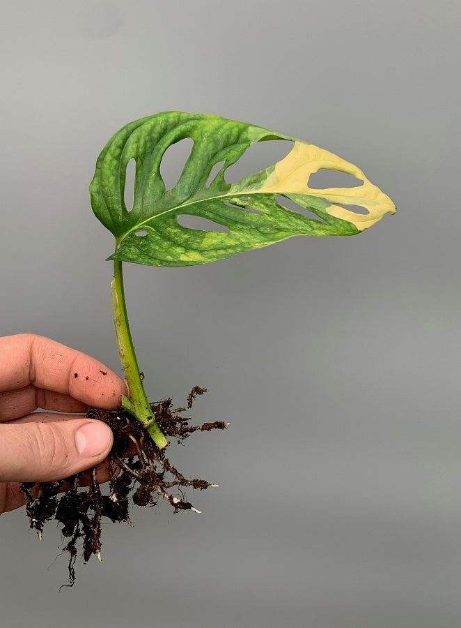 Monstera adansonii variegated aurea (Leaf cutting, with 2 Leaves)