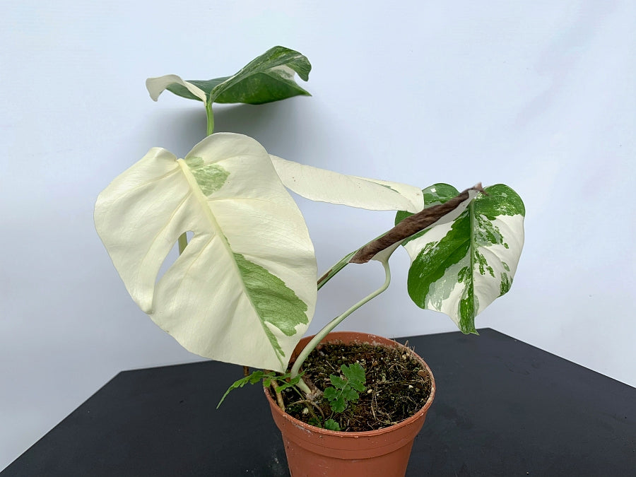 Monstera deliciosa Variegata albo ''Almost Full Moon '' (3 leaves)