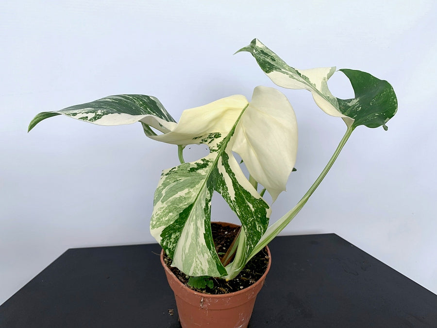Monstera deliciosa Variegata albo ''Almost Full Moon '' (3 leaves)