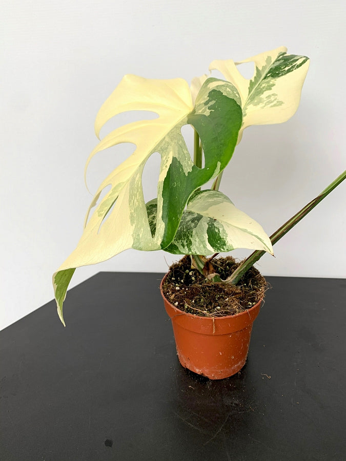 Monstera deliciosa Variegata albo ''Almost Full Moon '' (3 leaves)