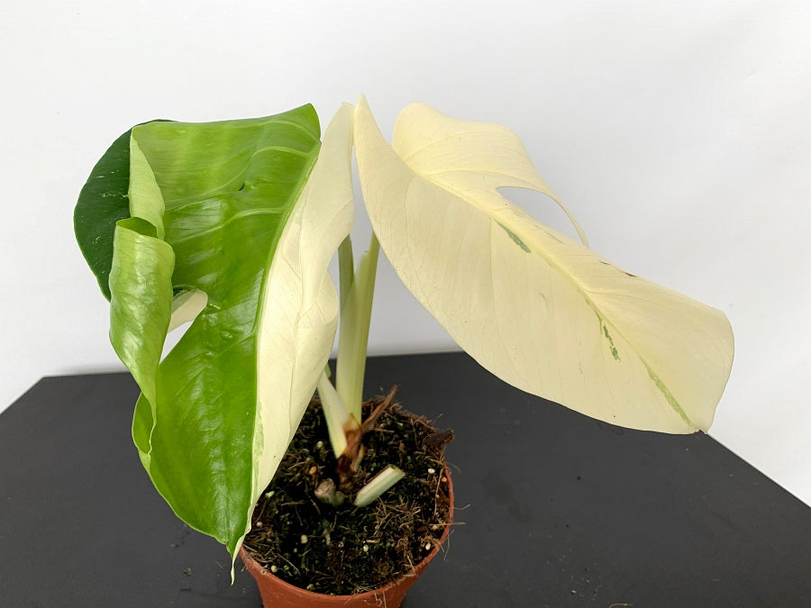 Monstera deliciosa Variegata albo ''Almost Full Moon '' (3 leaves)