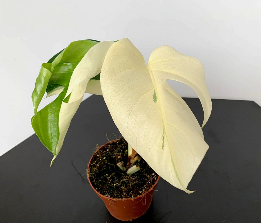 Monstera deliciosa Variegata albo ''Almost Full Moon '' (3 leaves)