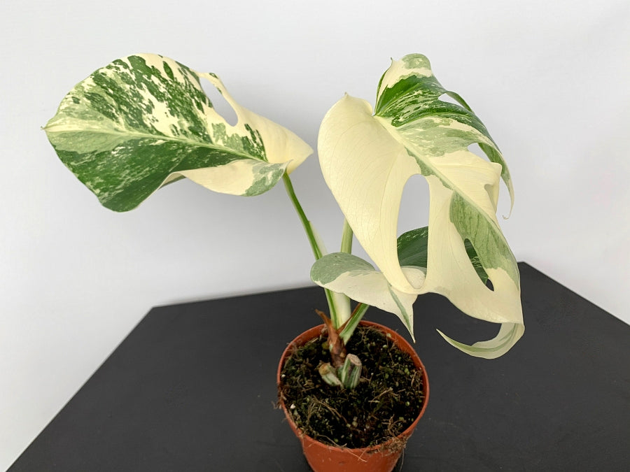 Monstera deliciosa Variegata albo ''Almost Full Moon '' (3 leaves)