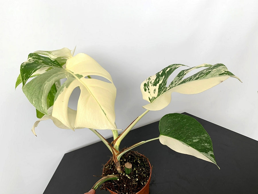 Monstera deliciosa Variegata albo ''Almost Full Moon '' (3 leaves)