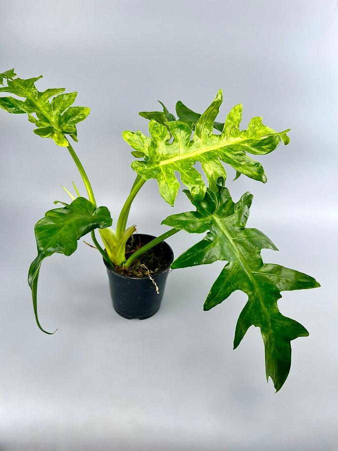 Philodendron Bob Cee variegated (4-5 leaves)