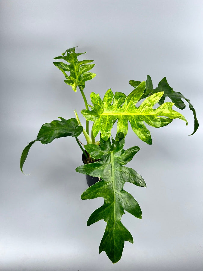 Philodendron Bob Cee variegated (4-5 leaves)