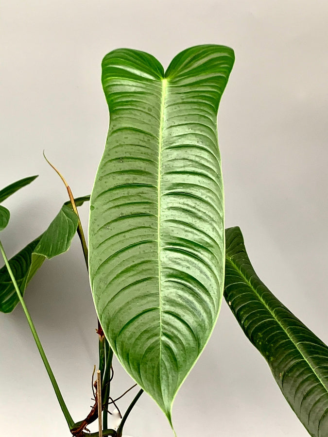 Philodendron sharoniae Mosquera (Klein pflanze)