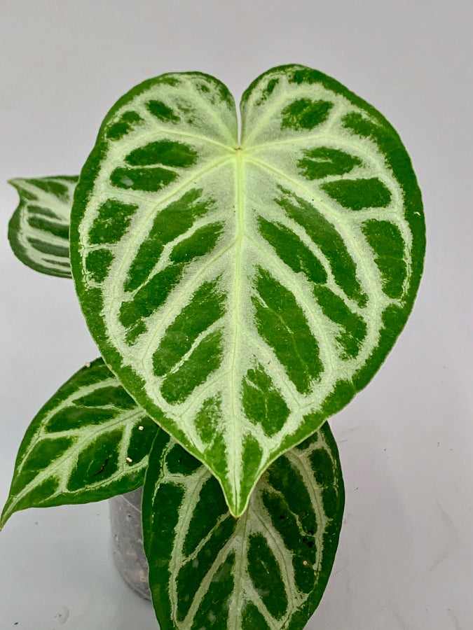 Anthurium crystallinum "Silver Queen" (Klein pflanze)