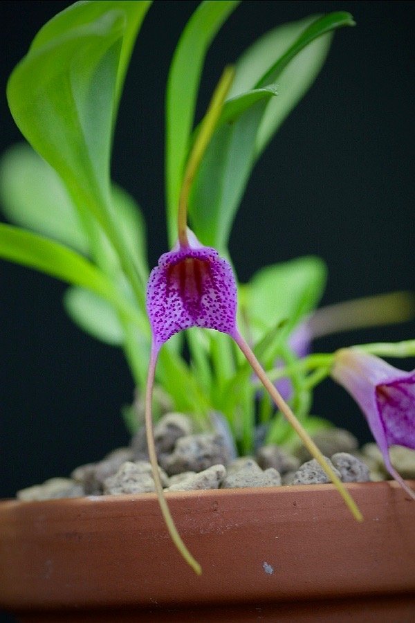 Masdevallia glandulosa