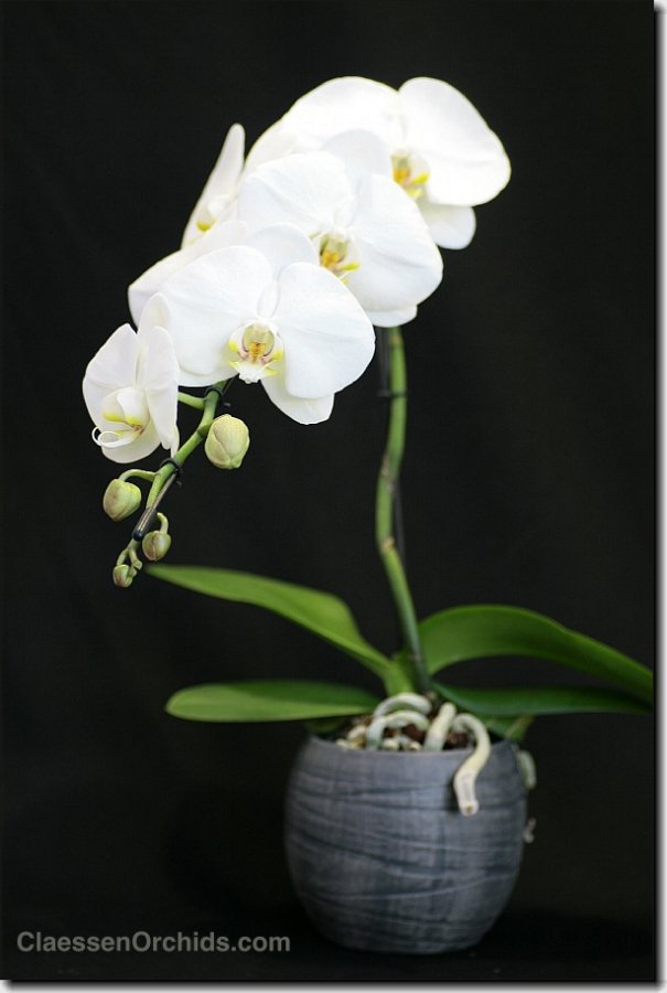 Phalaenopsis Formidablo No,9 (Big Flower) (Met keramiek grijze pot)