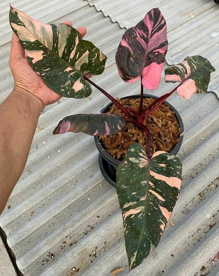 Philodendron Pink Princess "Marble" Much Pink Variegata (Medium Plant)
