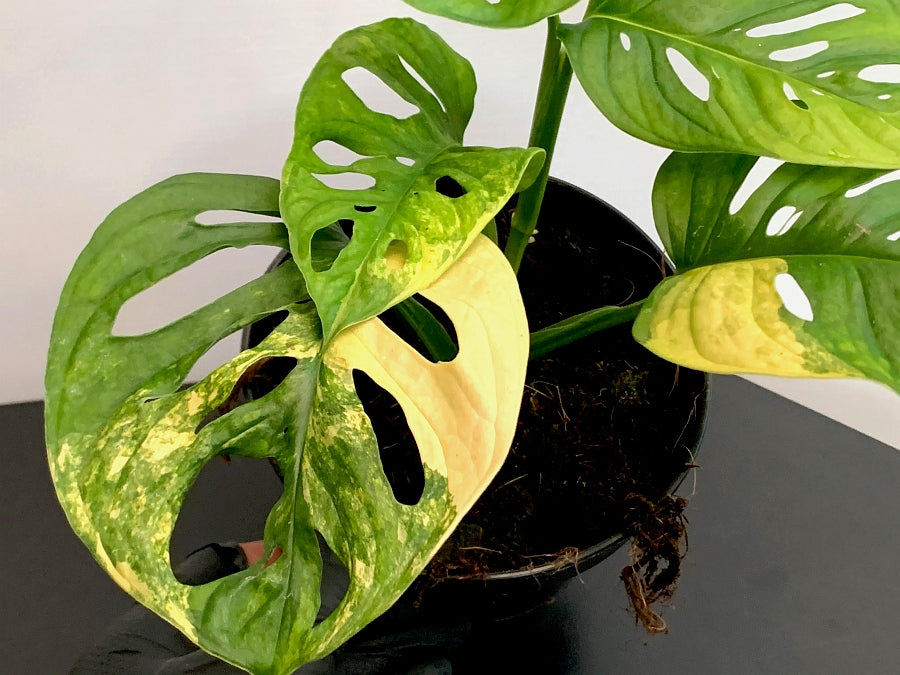Monstera adansonii variegated aurea (4-5 Leaves)