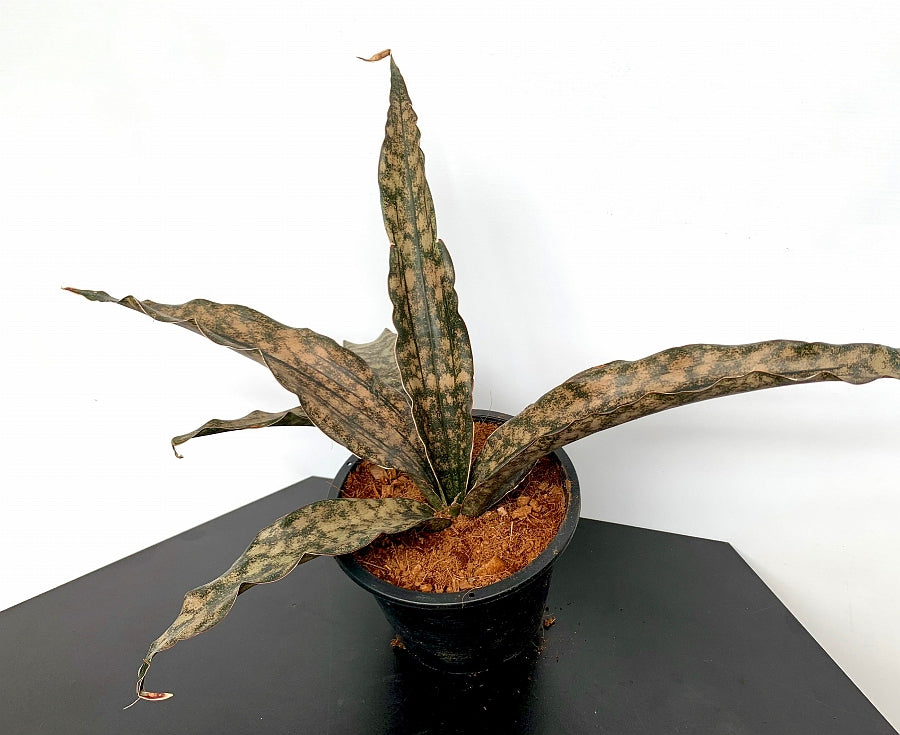 Sansevieria Kirkii Coppertone
