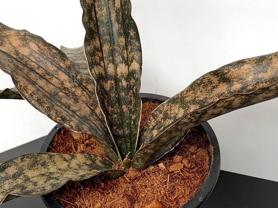 Sansevieria Kirkii Coppertone