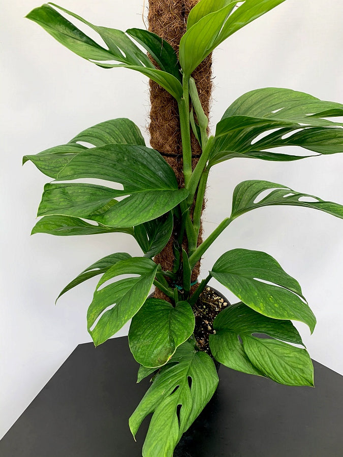 Monstera Siam Spiderman "Groß pflanze"