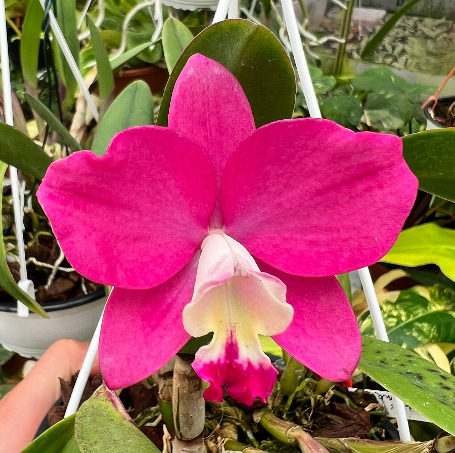 Slc. Pink Happiness x Cattlianthe Chief Berry 'Berry'