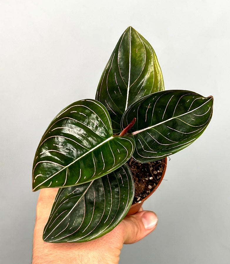 Aglaonema rotundum