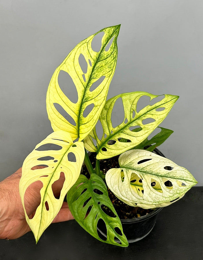 monstera adansonii gelbe blätter Monstera adansonii variegated albo Mint