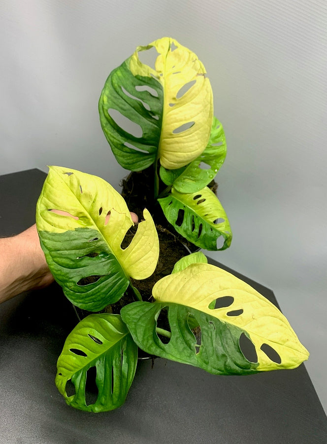 monstera adansonii hojas amarillas Monstera adansonii variegated aurea (4-5 Leaves)