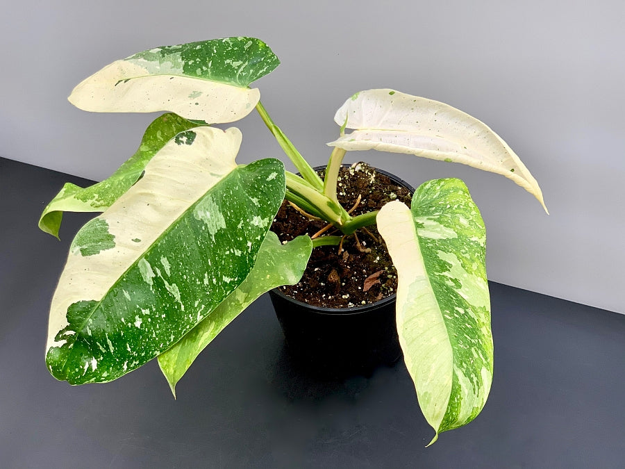 Philodendron Jose Buono (3-4 Blätter) (hochgradig variegated)