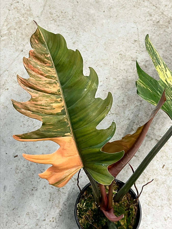 philodendron carmel marble Philodendron Caramel Marble (Leaf Cutting)