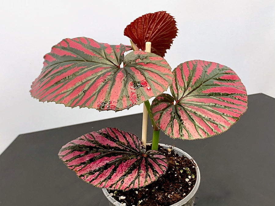 Begonia brevirimosa