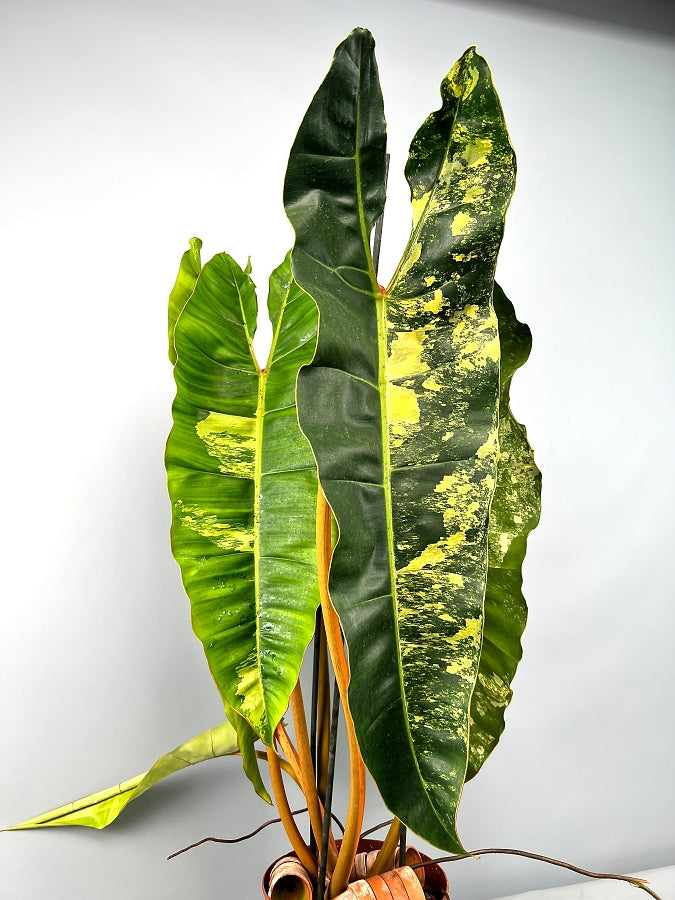 Philodendron billietiae Variegata (Less)