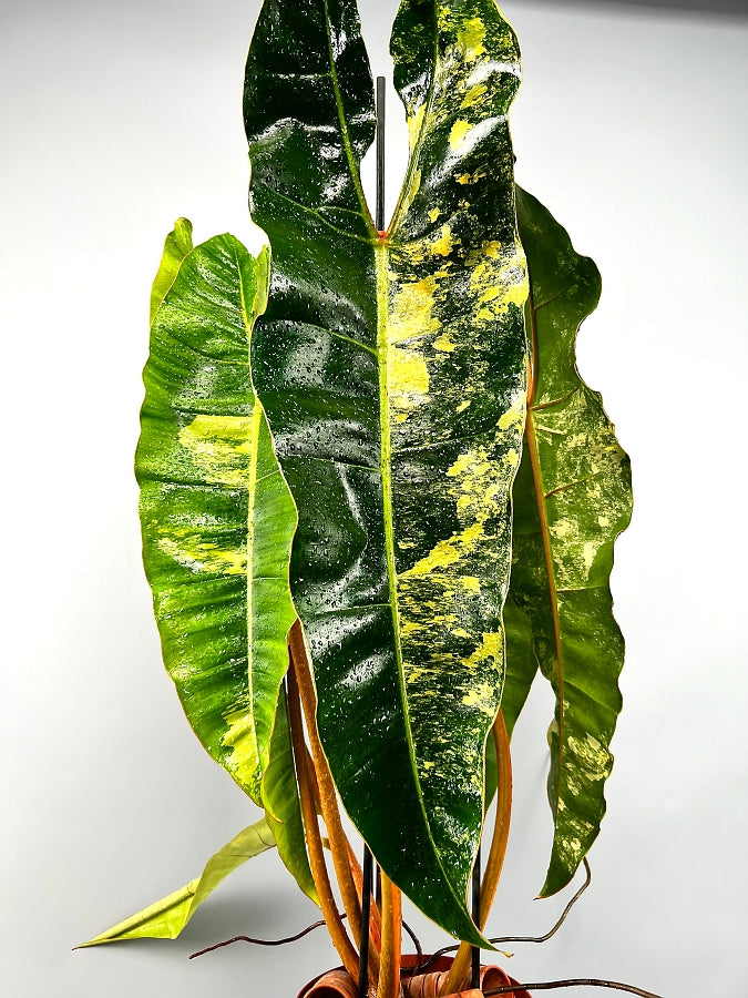 Philodendron billietiae Variegata (Less)