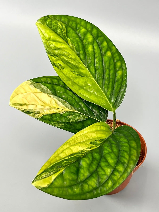 Monstera peru variegata