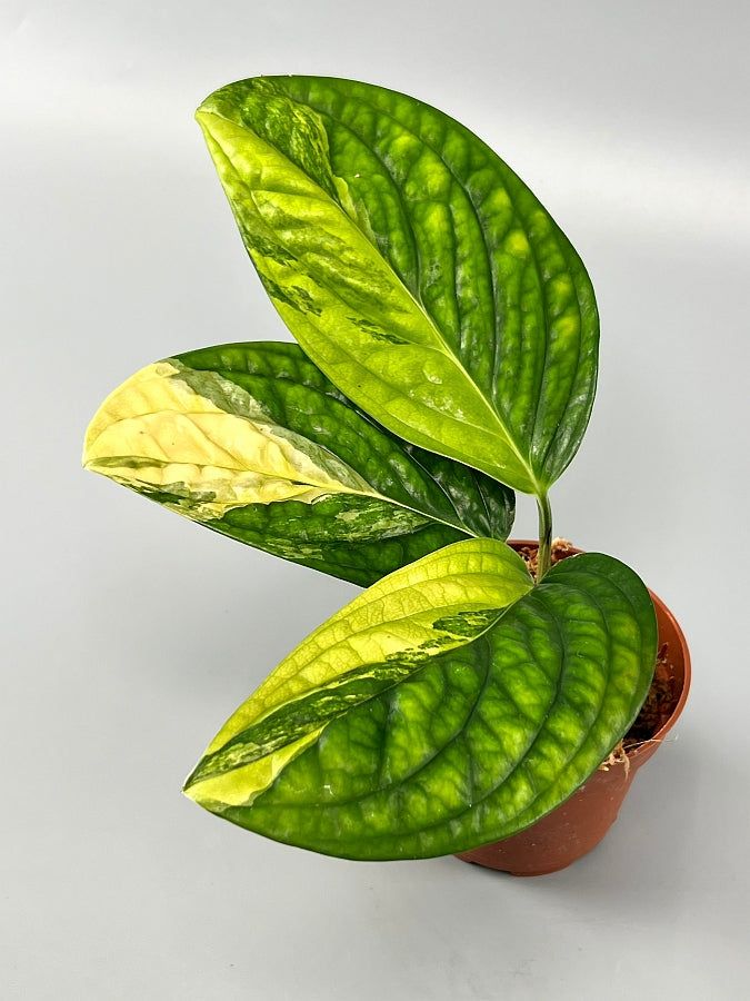 Monstera peru variegata