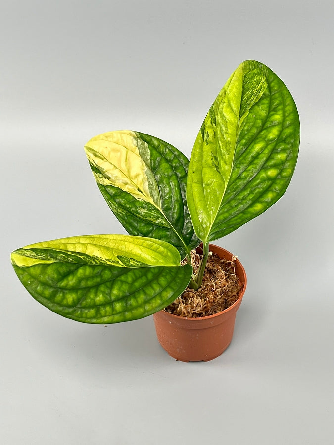 Monstera peru variegata