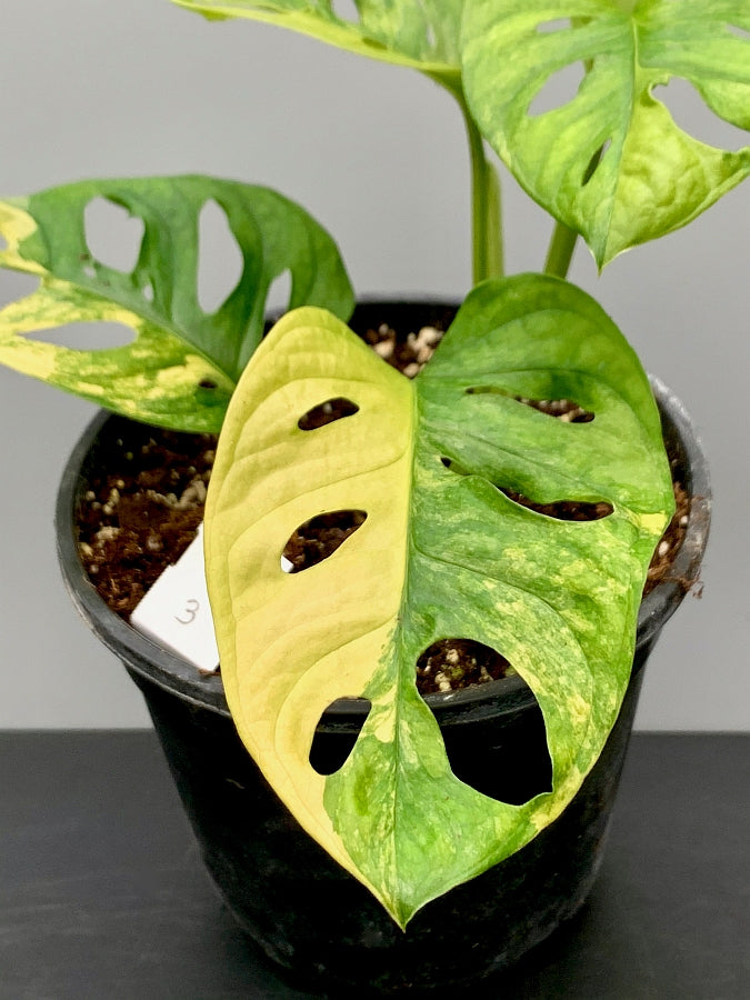 half moon monstera plant Monstera adansonii variegated aurea "Half Moon" (4-6 Leaves)