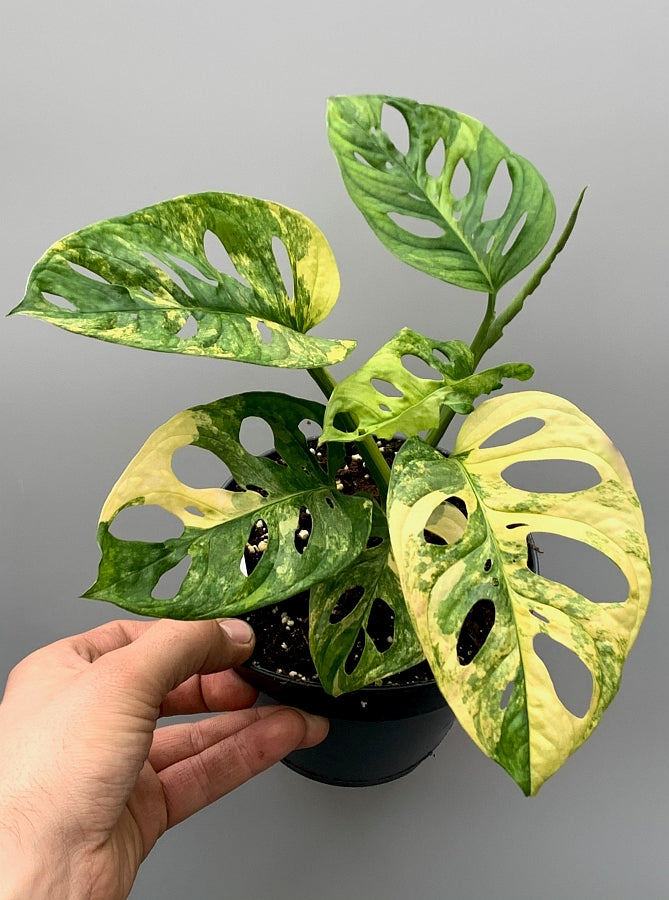 Monstera adansonii variegated aurea (6/7 + Leaves)