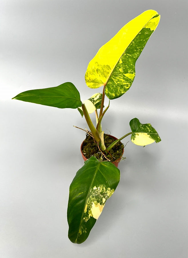 Philodendron domesticum Variegated