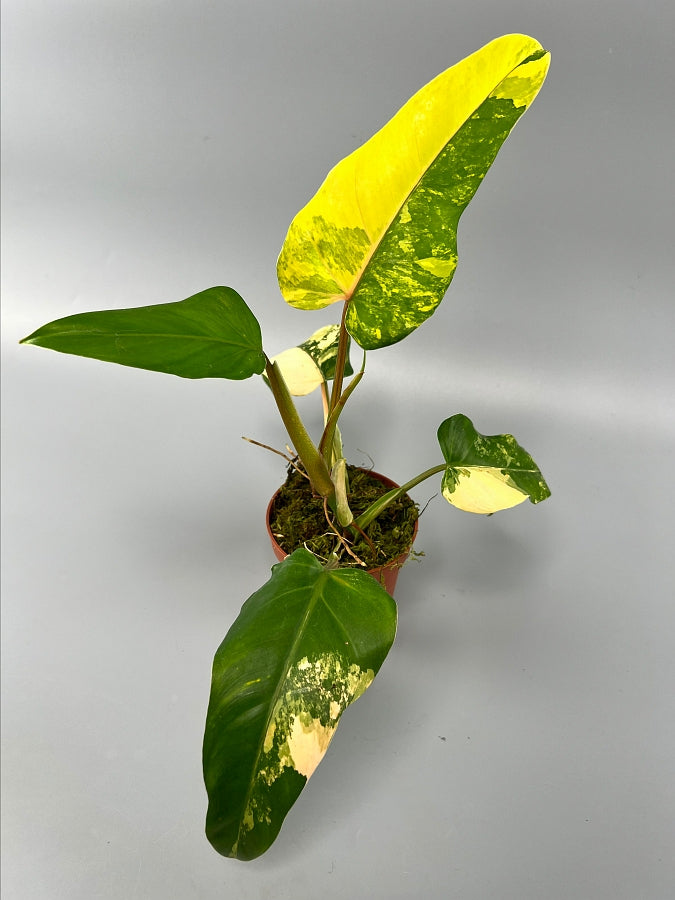 Philodendron domesticum Variegated