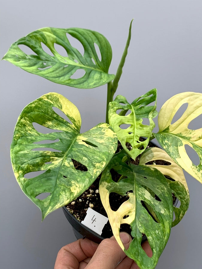 Monstera adansonii variegated aurea (6/7 + Leaves)