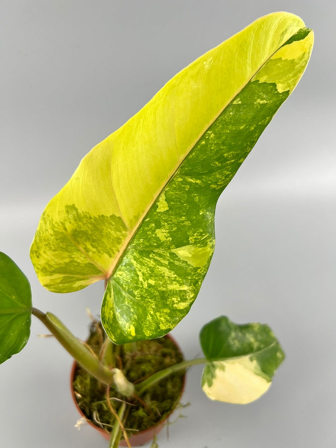 Philodendron domesticum Variegated