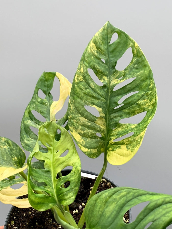 Monstera adansonii variegated aurea (6/7 + Leaves)
