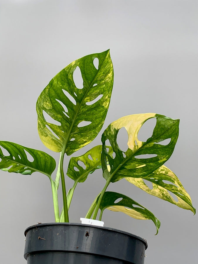 Monstera adansonii variegated aurea (6/7 + Leaves)