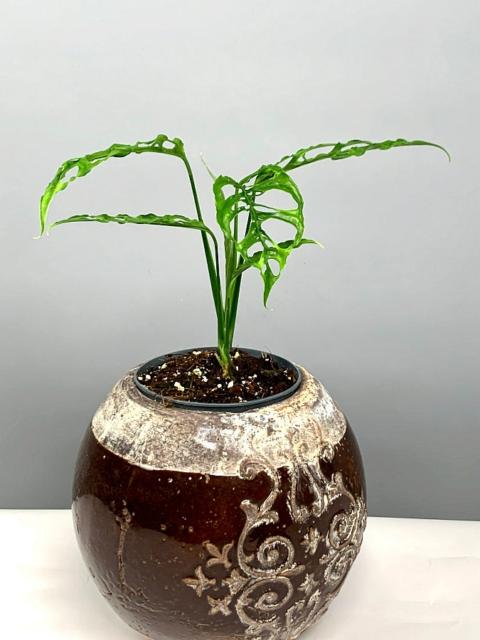 Monstera obliqua Peru "Big Plant"