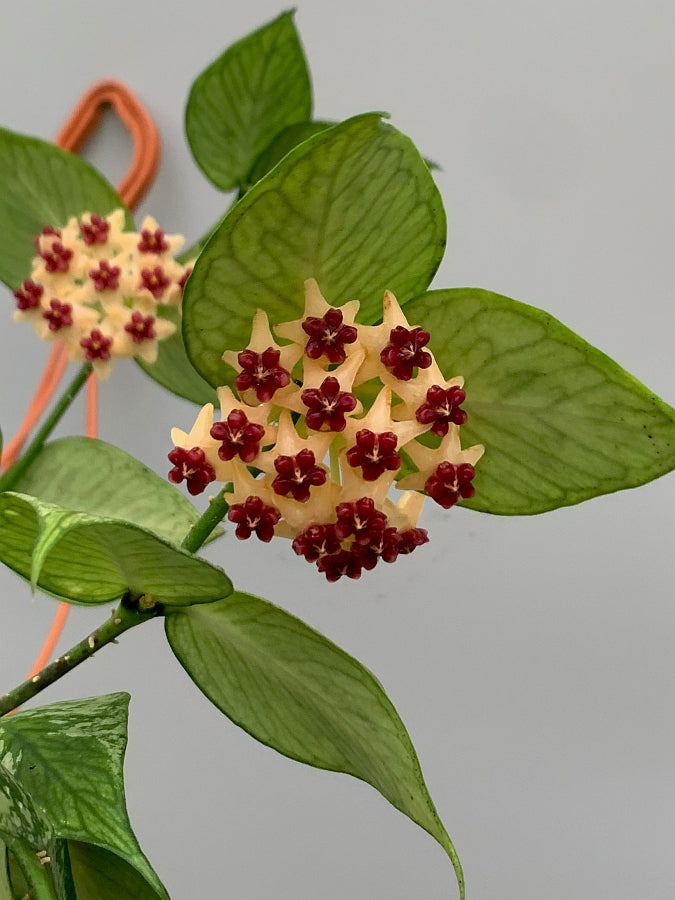 Hoya Polyneura Variegated (Fish-Tail Hoya)