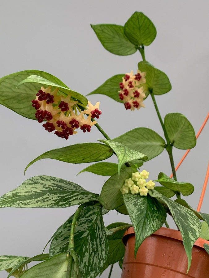Hoya Polyneura Variegated (Fish-Tail Hoya)