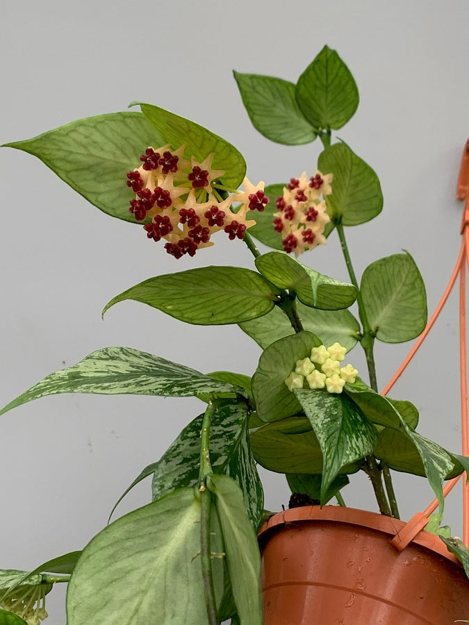 Hoya Polyneura (Fish-Tail Hoya)