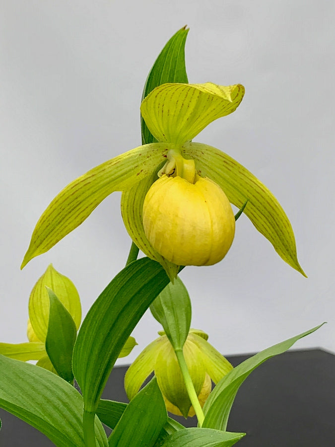 Cypripedium fasciolatum x segawai