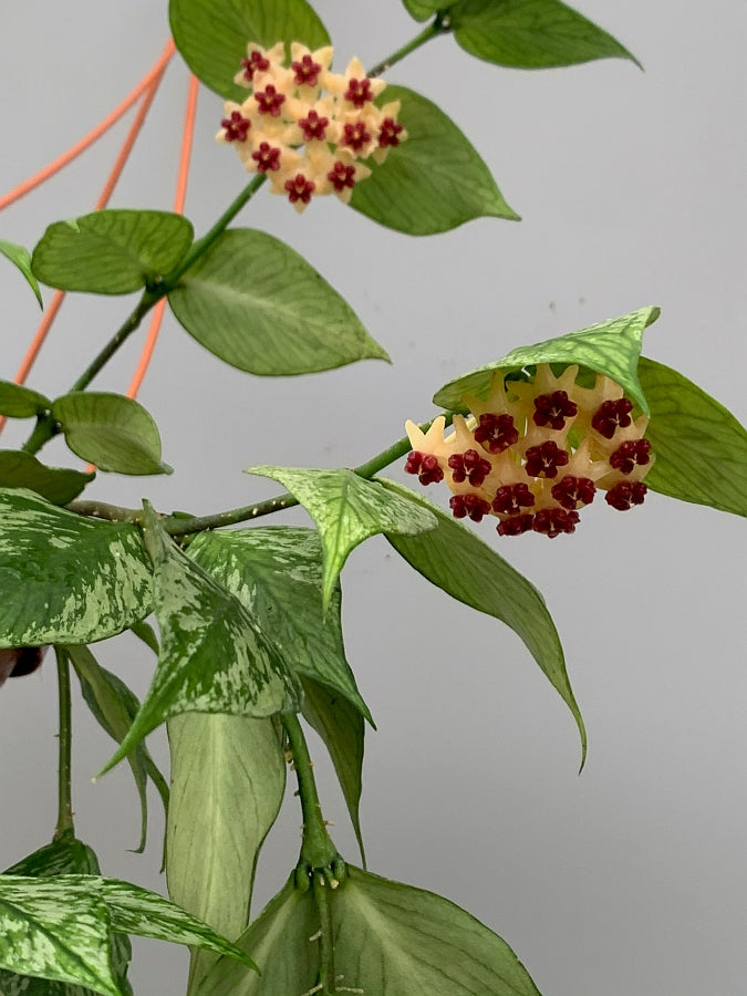 Hoya Polyneura (Fish-Tail Hoya)