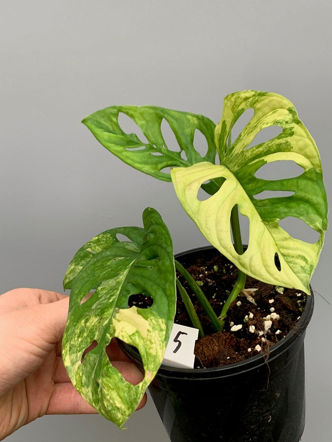 Monstera adansonii variegated aurea (Fresh Leaf Cutting, 2 Leaves)